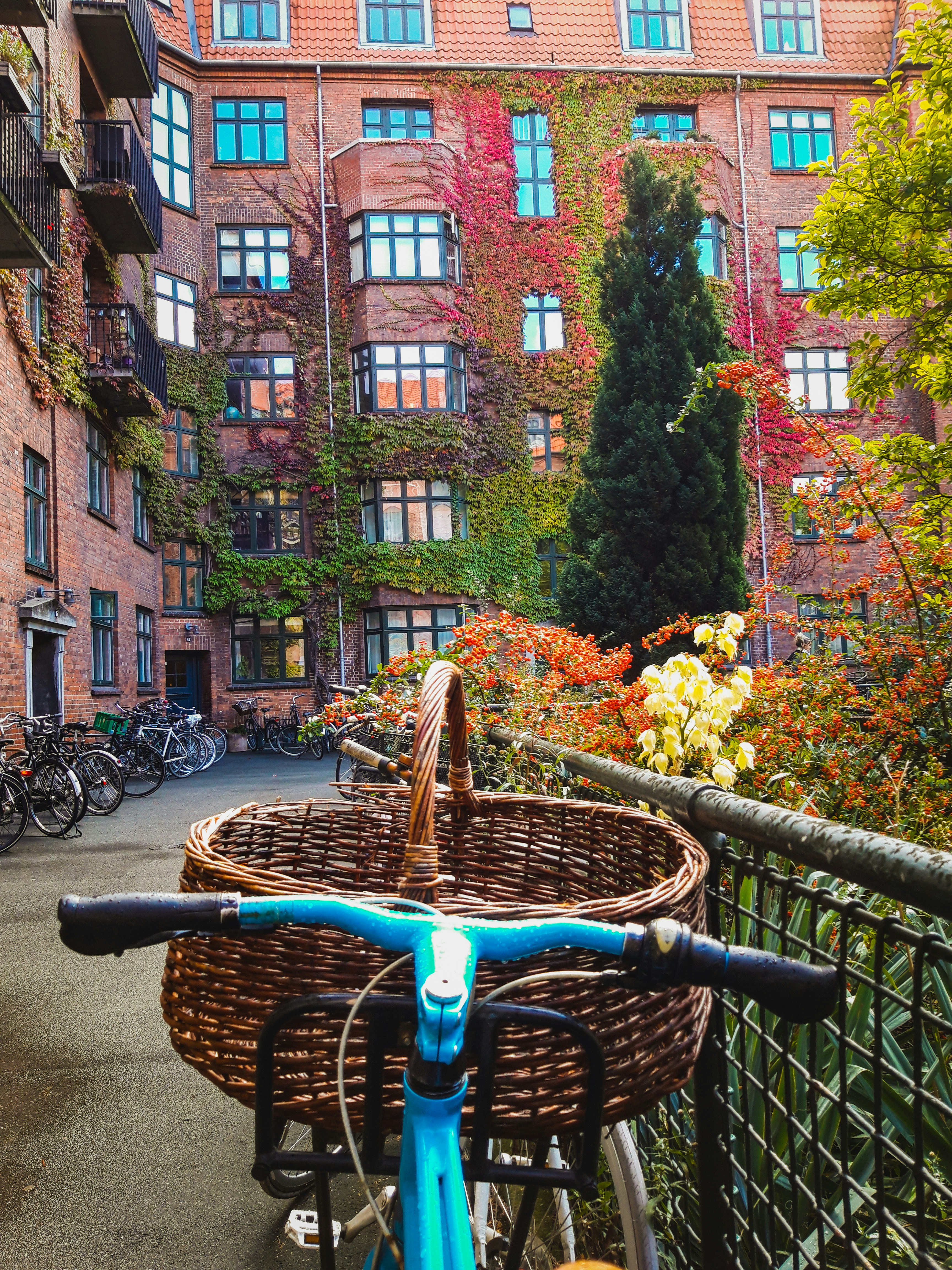 Colorful leaves on a building in Copenhagen