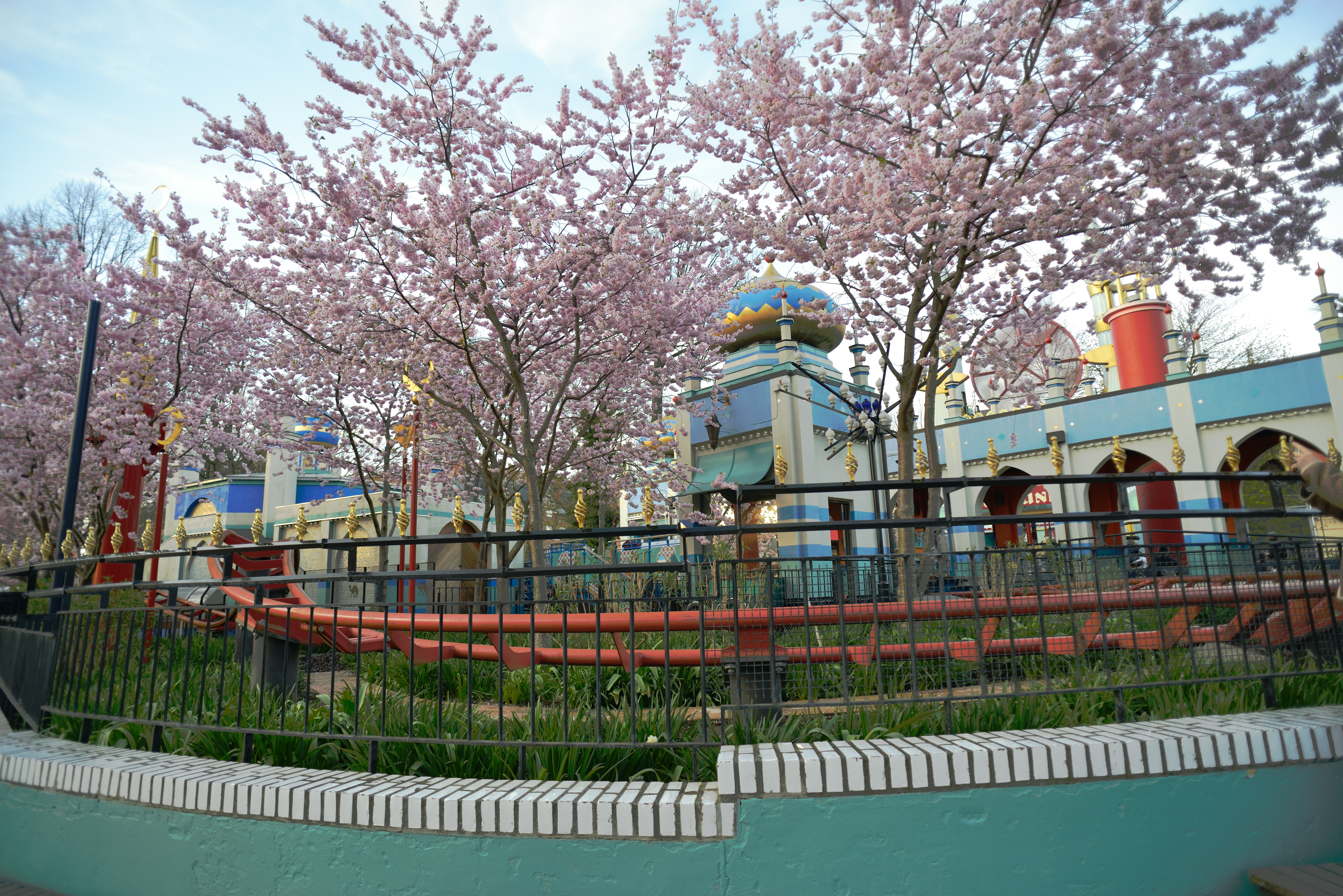 Blooming trees and flowers in Copenhagen in a park